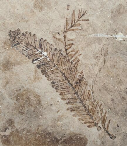 Metasequoia Occidentalis Fossil - Cache Creek #4139